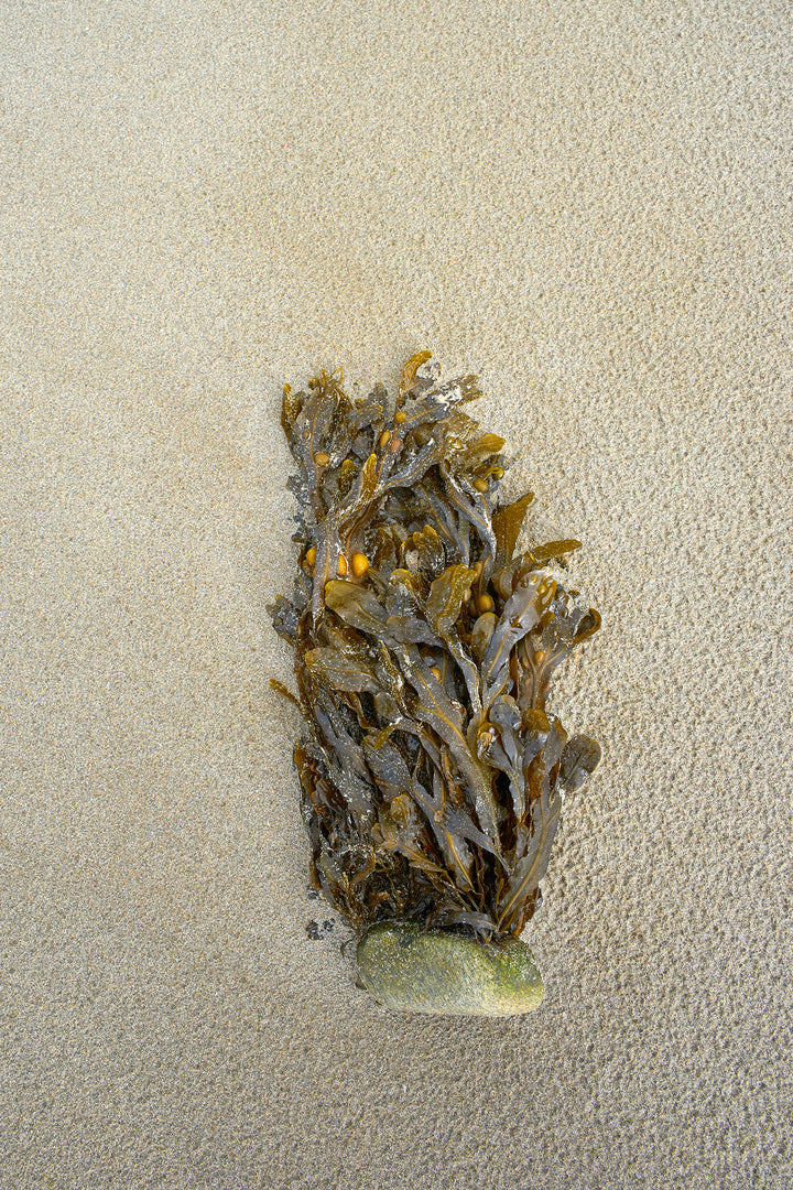 Sea trees: kelp's incredible potential to store CO2